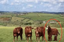 Chộp khoảnh khắc hài hước của cuộc sống (70)