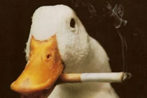 Động vật hút thuốc lá "sành điệu"