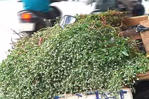 Đổ xô đi mua cây về uống theo kiểu “chữa bệnh bằng tai“