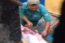 Nhân viên bảo vệ xẻ thịt nai trong vườn thú