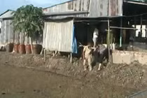 113 Online 26/5: Dùng điện lưới 220V bắt chuột làm chết người