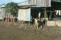 113 Online 26/5: Dùng điện lưới 220V bắt chuột làm chết người