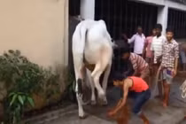 Nghịch vào chỗ kín của bò bị đá vỡ mặt