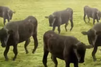 Những chú bò “bay” theo điệu nhạc