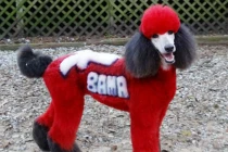 Hài hước chùm ảnh những chú chó đầy màu sắc