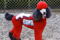 Hài hước chùm ảnh những chú chó đầy màu sắc