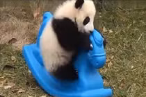 Thú vị hình ảnh gấu trúc nhỏ chơi ngựa gỗ