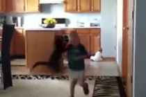 Clip những chú mèo siêu láu cá 