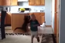 Clip những chú mèo siêu láu cá 