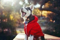 Động vật diện áo trùm đầu cực ngầu