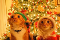 Những chú mèo đẹp lung linh trong mùa Noel