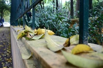 Hà Nội bâng khuâng mùa lá vàng