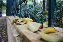 Hà Nội bâng khuâng mùa lá vàng