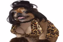 Cười sặc với chùm ảnh động vật vui cùng Halloween