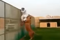 Hãi hùng cảnh tháo chạy khỏi miệng sư tử