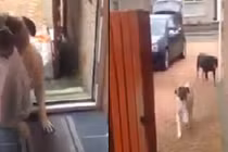 Chú chó thông minh biết xách đồ giúp chủ