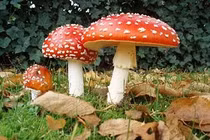 Cách phân biệt và phòng tránh nấm độc đơn giản nhất