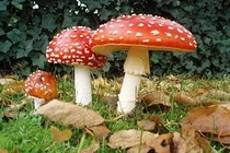 Cách phân biệt và phòng tránh nấm độc đơn giản nhất