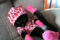 Khoảnh khắc dễ thương của động vật (2)