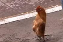 Kỳ lạ gà trống đi thẳng giống như người