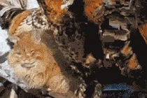 Ảnh động cười toe toét: Kẻ giấu mặt (P73)