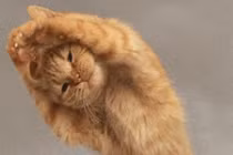 Ngộ nghĩnh động vật “tập thể dục buổi sáng” (3)