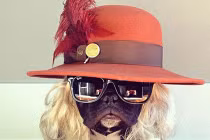 Chú chó rất "tỉnh" và "sành điệu"