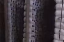 Nước mắt người trồng nấm