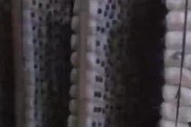 Nước mắt người trồng nấm