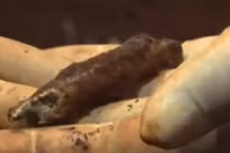 Thêm 4 tháng tù cho kẻ làm giả hài cốt liệt sĩ