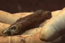 Thêm 4 tháng tù cho kẻ làm giả hài cốt liệt sĩ