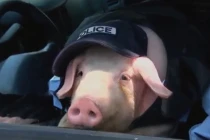 Clip siêu hài: Khi “lợn làm cảnh sát” (29)