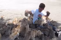 Clip thú vị về “thủ lĩnh” của bầy thỏ