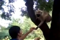 Nam thanh niên tát vào mặt khỉ gây phẫn nộ