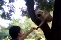 Nam thanh niên tát vào mặt khỉ gây phẫn nộ