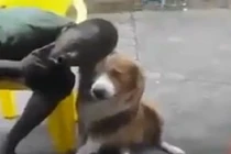 Bị chó cắn vào mặt vì ép chụp ảnh