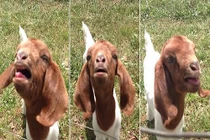 Ngỡ ngàng chú dê biết nói