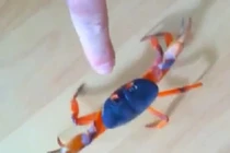 Chú cua nhỏ nhưng “có võ“