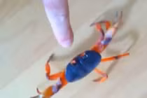 Chú cua nhỏ nhưng “có võ“