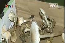 Khó để phân biệt nấm độc với nấm thường