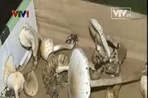 Khó để phân biệt nấm độc với nấm thường