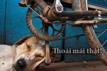 Giây phút “nguy hiểm” của động vật (28)