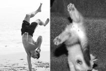 Hài hước chùm ảnh trai trẻ tạo dáng giống mèo