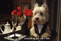 Khi động vật tỏ ra “nguy hiểm” (P14)