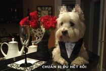 Khi động vật tỏ ra “nguy hiểm” (P14)