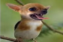 Sự kết hợp hài hước của động vật: "Chim đầu chó" (4)