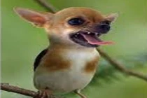 Sự kết hợp hài hước của động vật: "Chim đầu chó" (4)