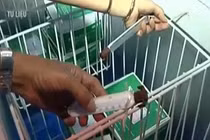 Hé lộ thêm chứng cứ vụ tiêm nhầm vắc-xin