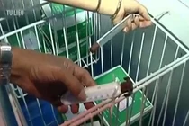 Hé lộ thêm chứng cứ vụ tiêm nhầm vắc-xin