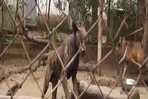 Kinh hoàng những tai nạn khi nuôi chó ngàn đô